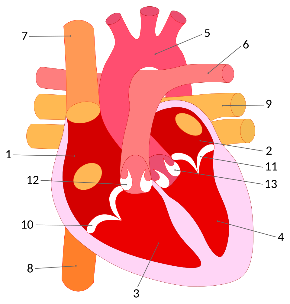 Cardiovascular fitness and exercise