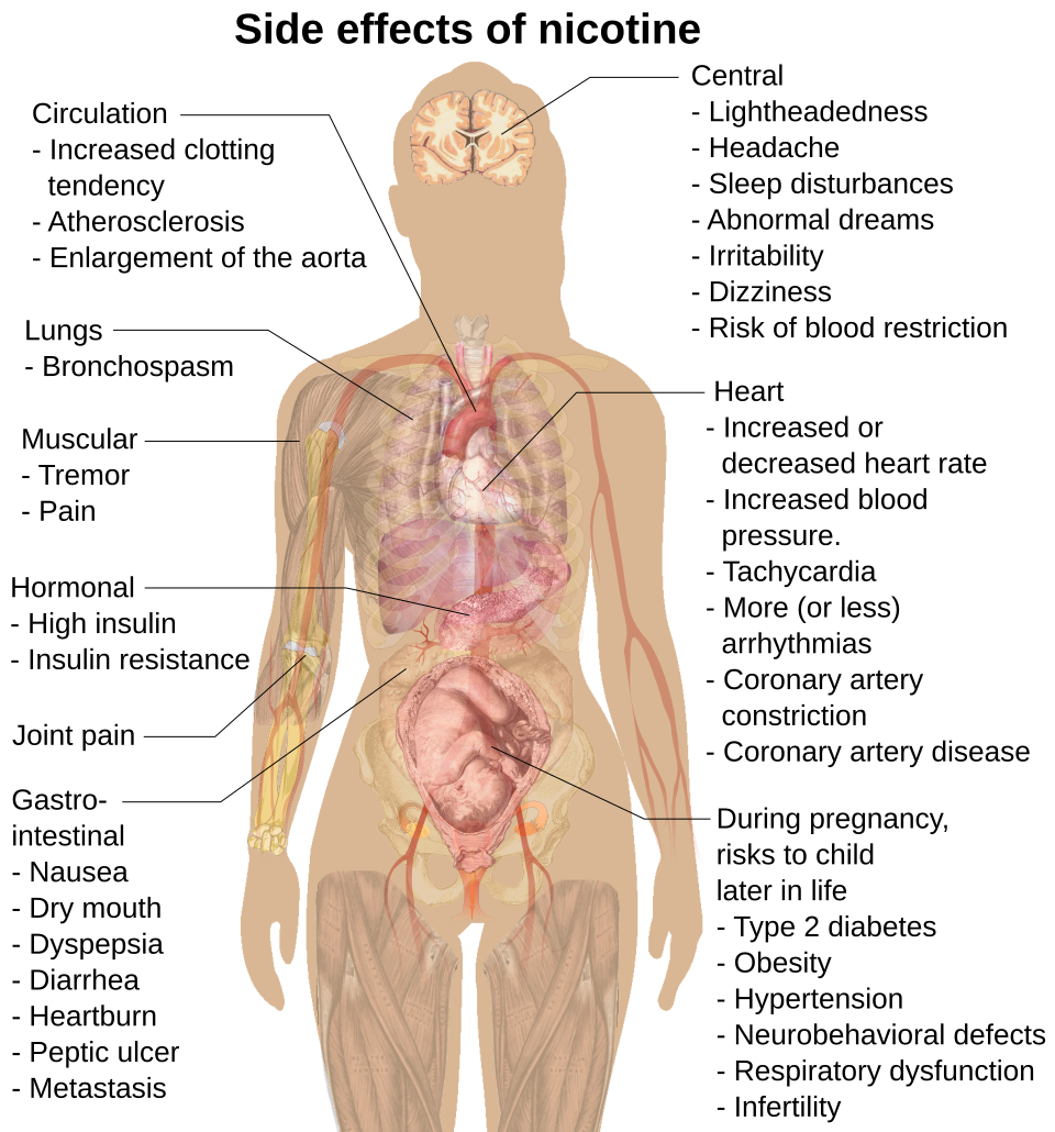 Cardiovascular anatomy and coronary disease