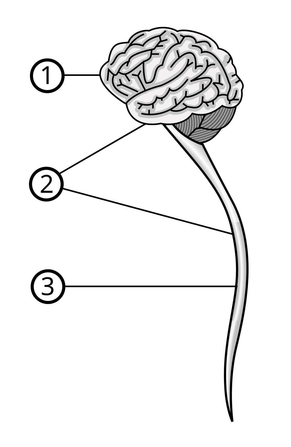 Brain and nervous system reference
