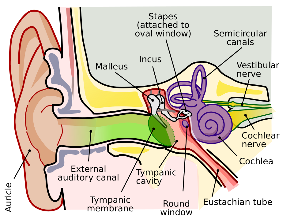 Rhinitis clinical reference photography
