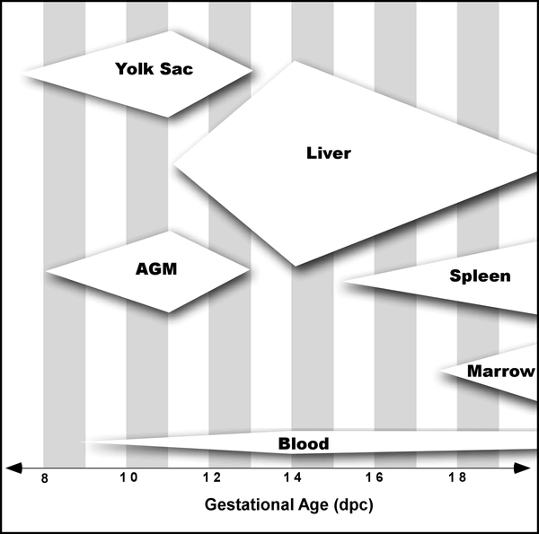 Anemia clinical reference photography